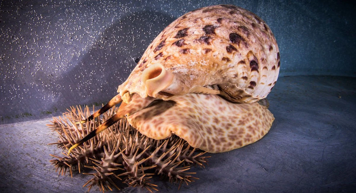 Poznaj Gigantyczną Ślimaczycę Australia Skrzydlica: Prawdziwy Król Oceanicznych Głębin! - image 1