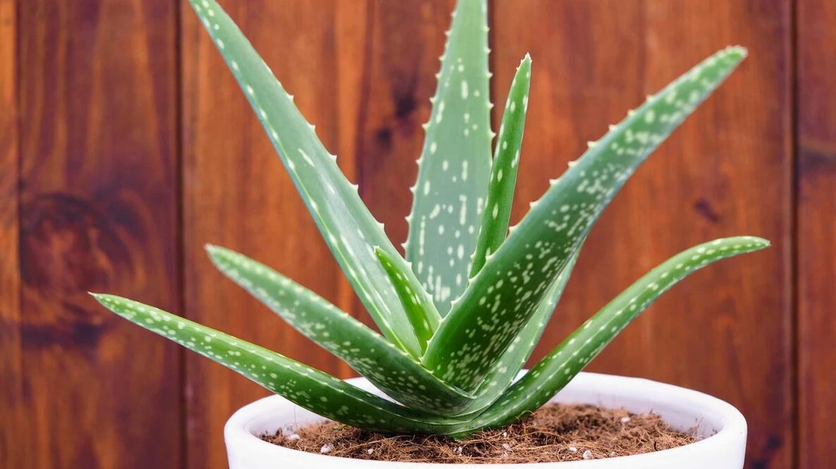 Dlaczego twój aloes marnieje? Prosty sekret podlewania, który odmieni roślinę - image 1
