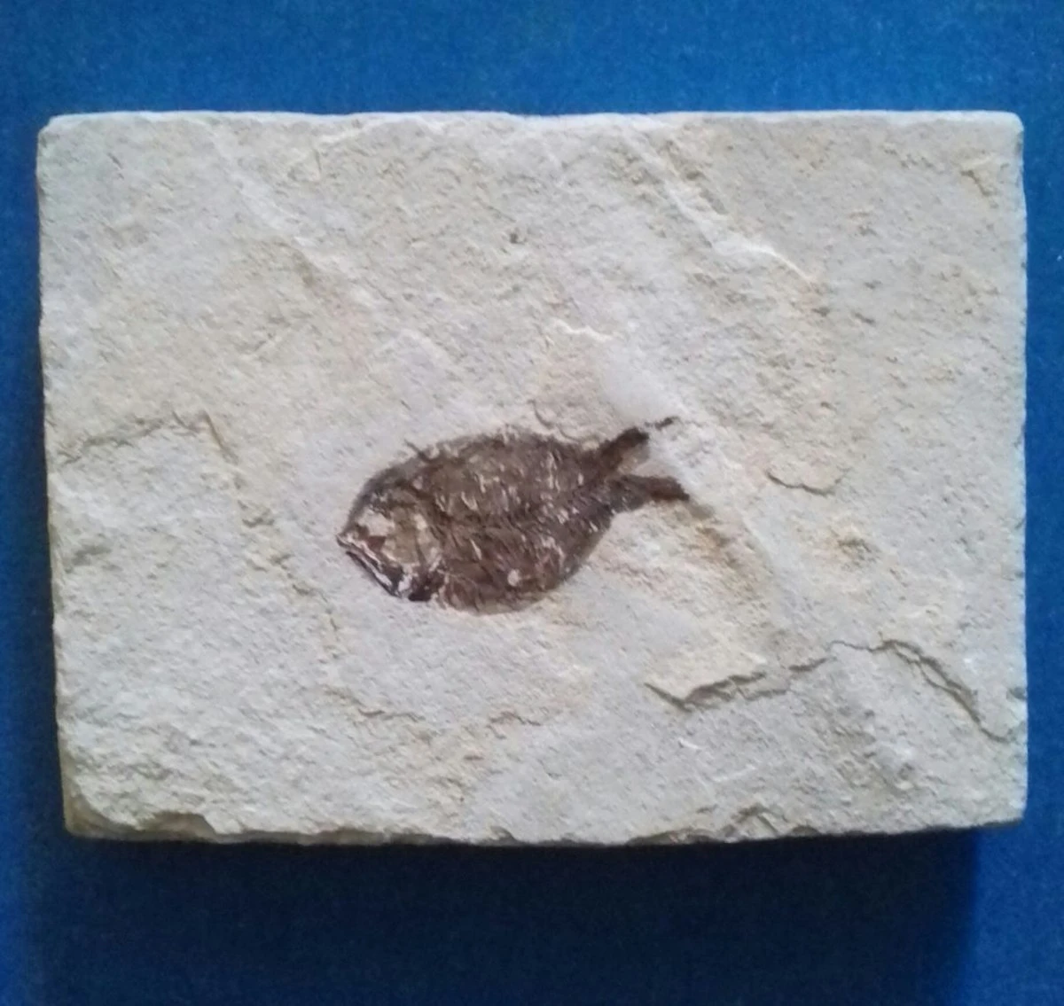 Sensacja w paleontologii: Odkryto ryby kostnoszkieletowe sprzed 400 milionów lat, zmieniające historię ewolucji kręgowców - image 1