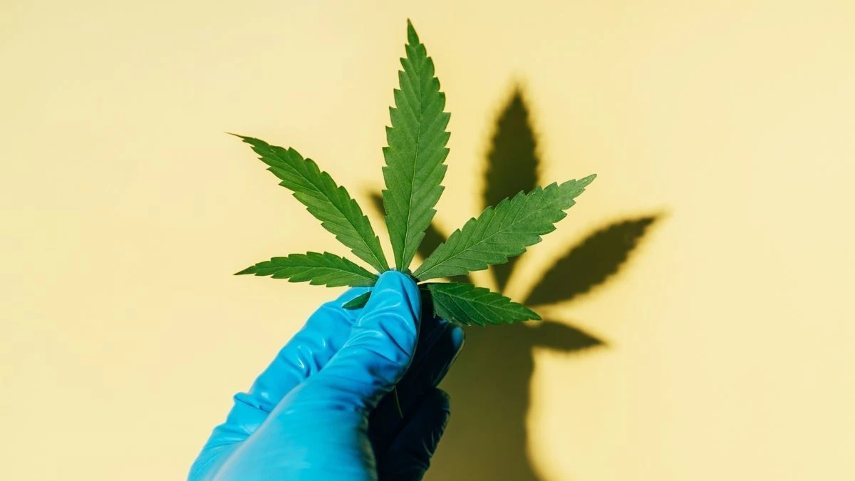 Czy medyczna marihuana naprawdę pomaga na problemy psychiczne? Wielka analiza daje odpowiedź
