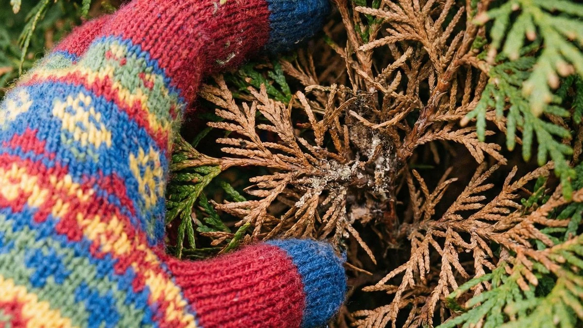 Twoja tuja brązowieje od środka? 5 błędów w pielęgnacji, przez które tracisz zielony żywopłot