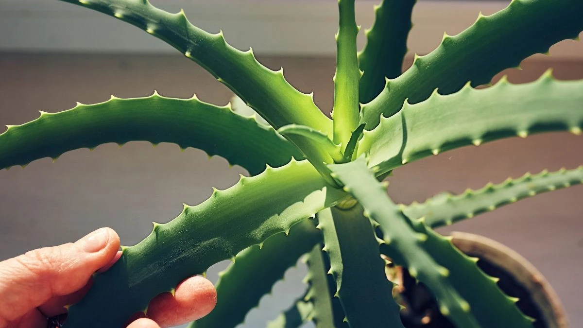 Aloes może pomóc w walce z chorobą Alzheimera – sugerują symulacje