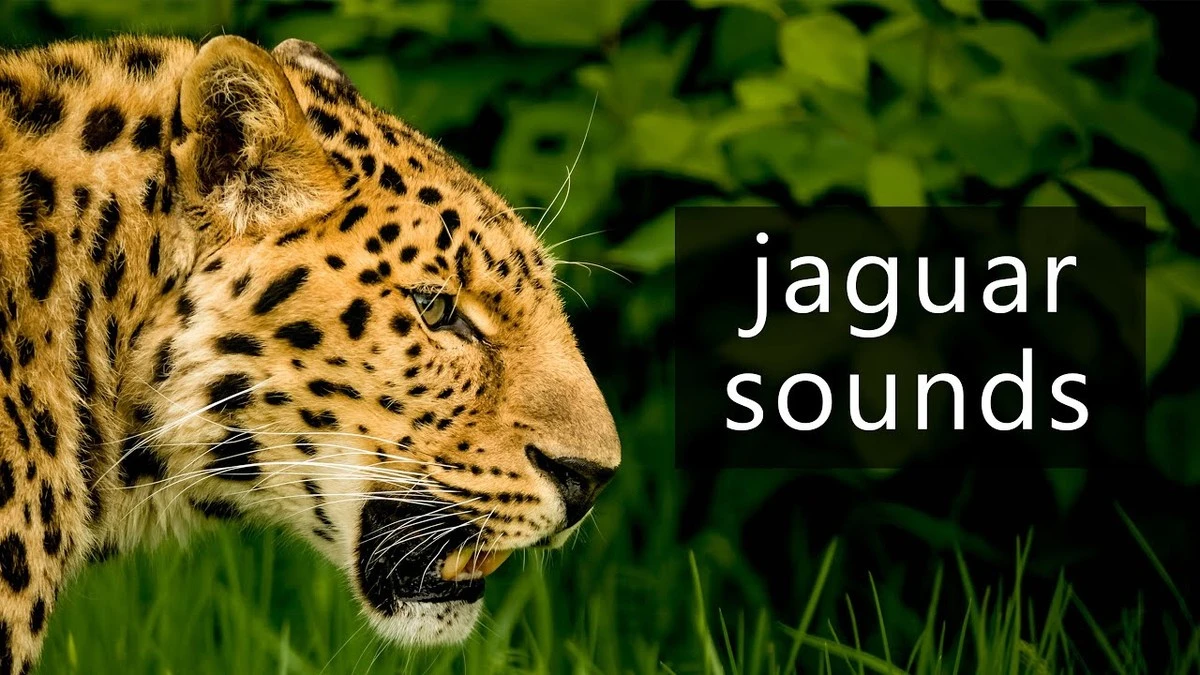 jaguarwbrazylii-extra-1.webp Jaguar w Brazylii zaskoczył naukowców. To nie jest zwykłe miauczenie! - image 1