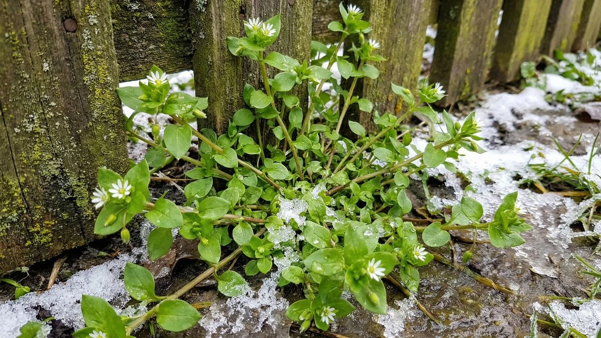 Dlaczego zimą na twoim trawniku rośnie "superfood"? Kanapka z gwiazdnicy to hit!