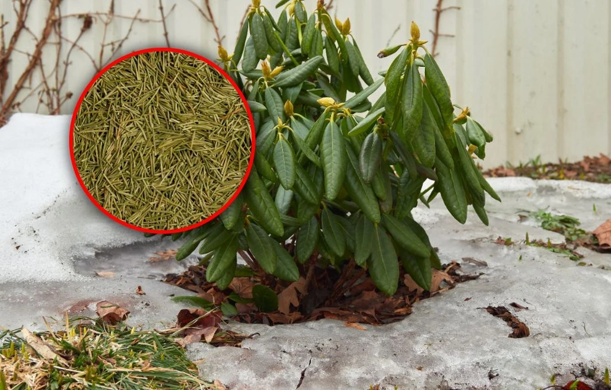 rododendronywio-extra-1.webp Rododendrony wiosną: kluczowy oprysk, o którym zapomina 90% ogrodników - image 1
