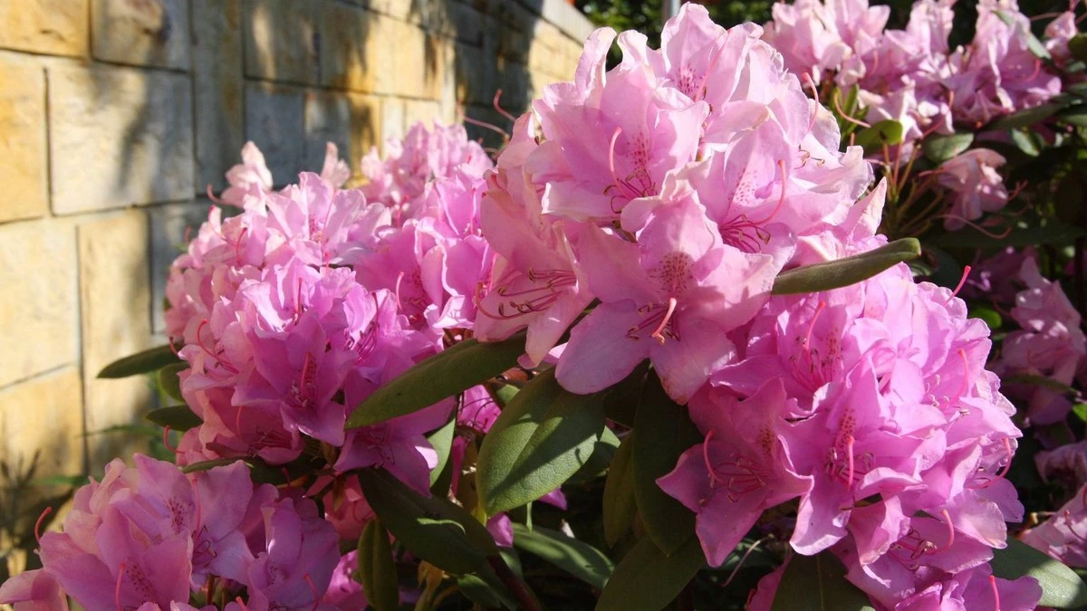 Rododendrony wiosną: kluczowy oprysk, o którym zapomina 90% ogrodników