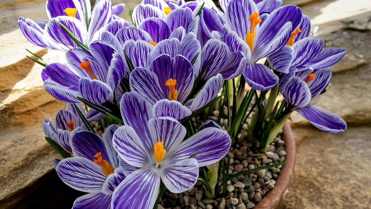 5 roślin, które rozświetlą Twój ogród, zanim zakwitną tulipany
