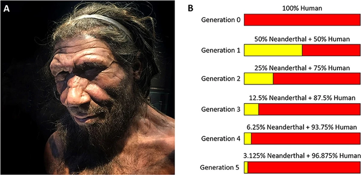 genetycznypoowd-extra-1.webp Genetyczny połów: Dlaczego w naszym DNA brakuje neandertalskich chromosomów X? - image 1