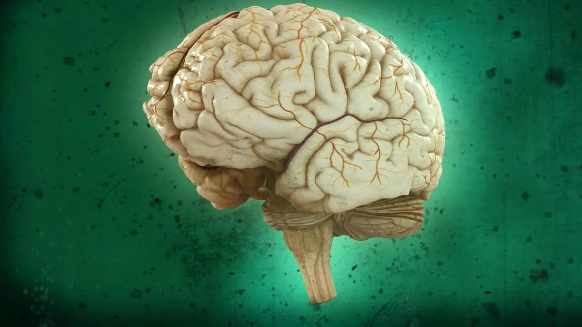 impulsowewdechy-extra-1.webp Impulsowe Wdechy CO2 Pomagają Oczyścić Mózg z Toksyn. Klucz do Walki z Parkinsonem? - image 1