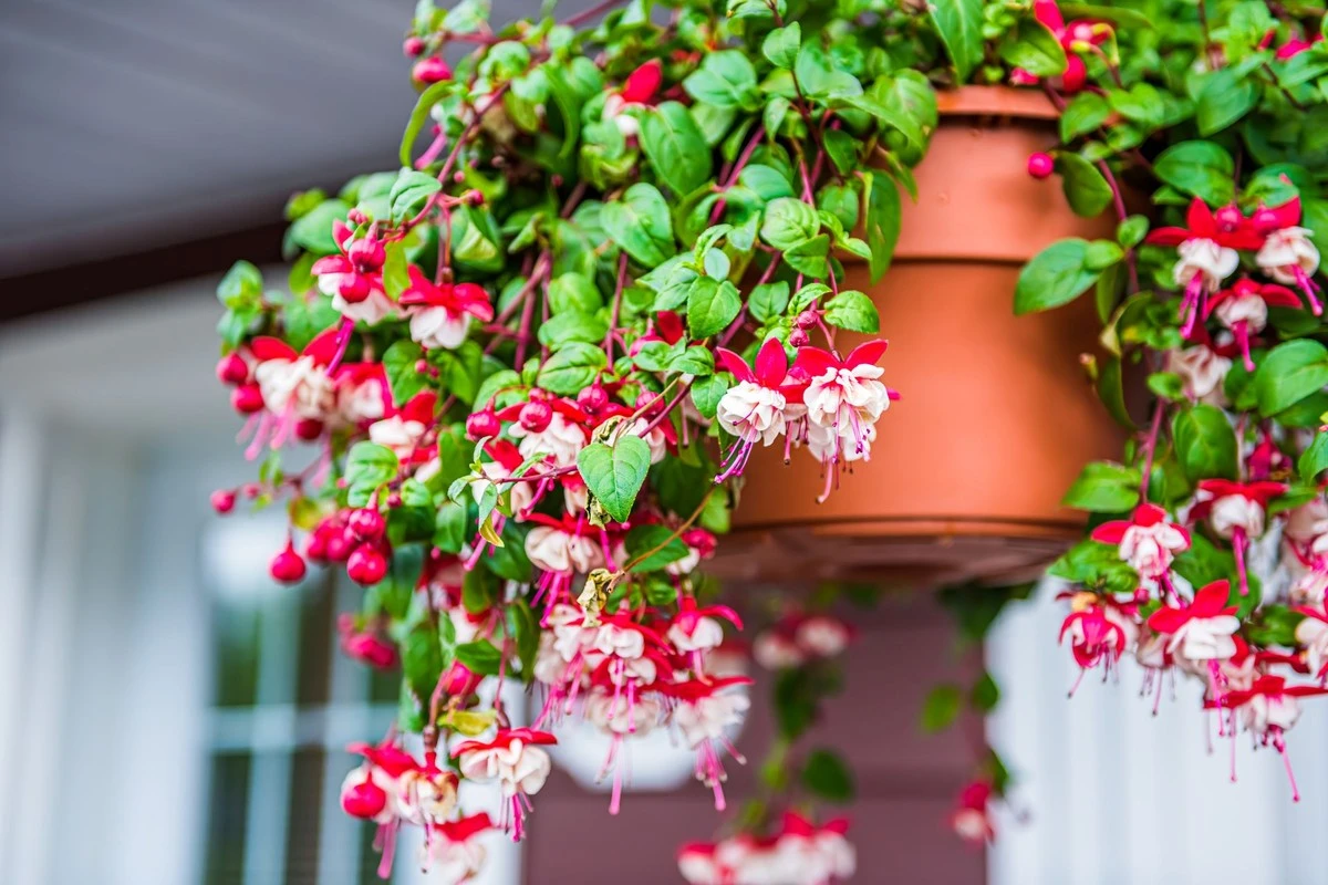 zapomnijopelarg-extra-1.webp Zapomnij o pelargoniach. Ta jedna roślina dominuje na balkonach w tym sezonie - image 1