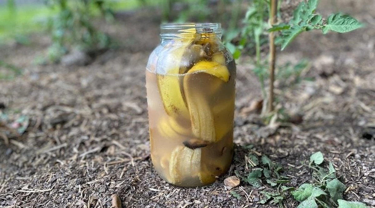 skorkaodbananar-extra-1.webp Skórka od banana ratunkiem dla storczyka. Wypróbuj ten domowy sposób! - image 1