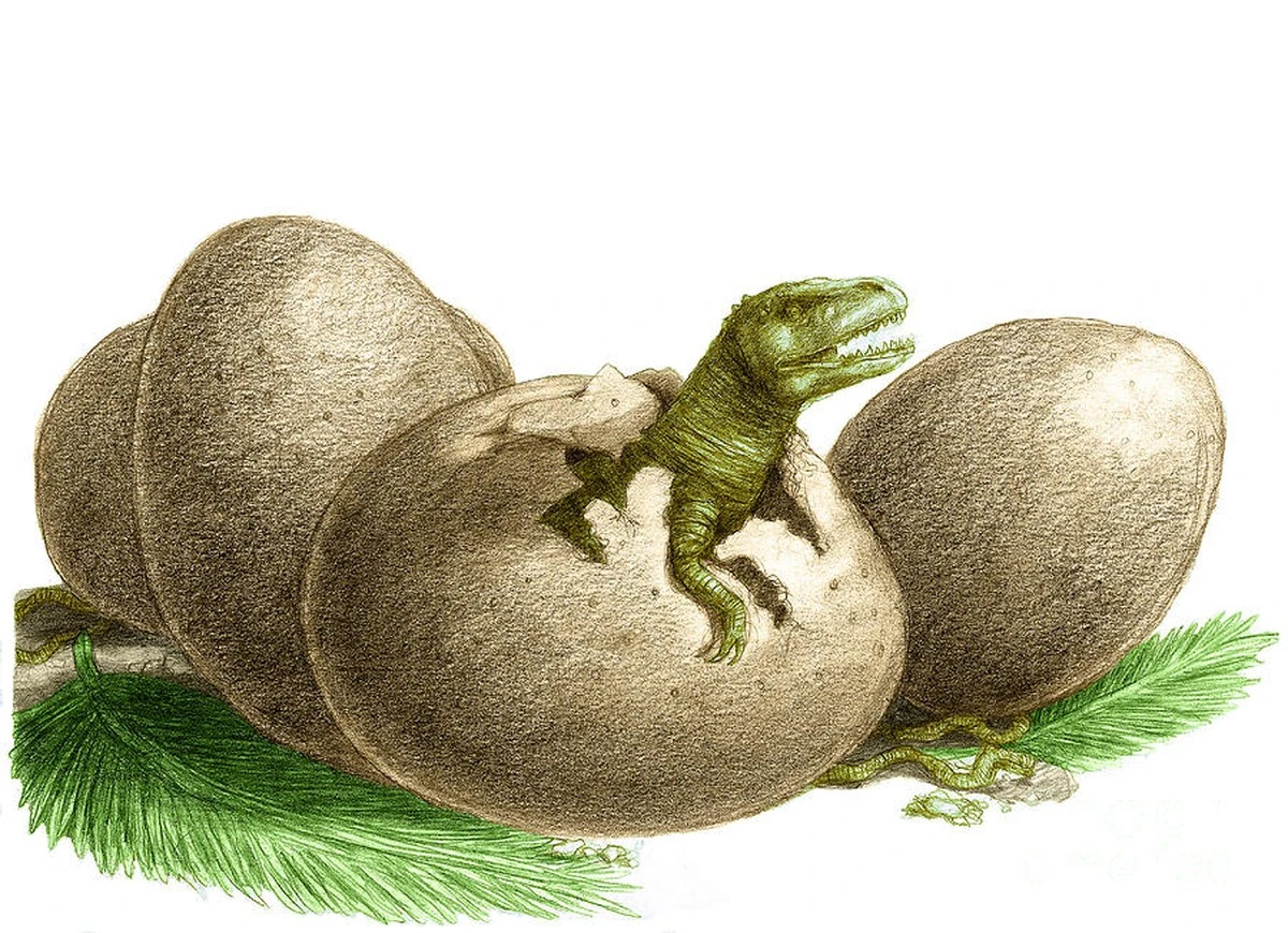 modedinozauryol-extra-1.webp Młode dinozaury-olbrzymy były „fast foodem” jurajskim. Badania ujawniają zaskakującą prawdę - image 1