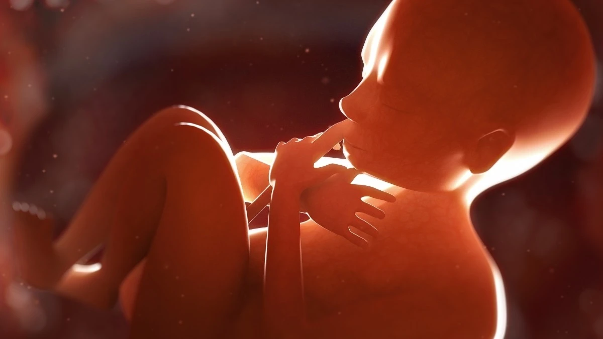 Placenta może skrywać wczesne sygnały ryzyka schizofrenii