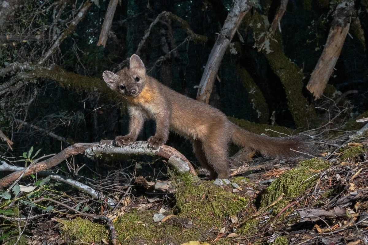 Niezwykły drapieżnik, uznany za wymarłego, sfotografowany w kalifornijskich lasach - image 1