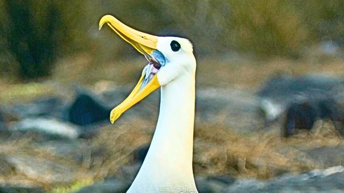 Albatros z Galapagos przemierzył 8000 km do Kalifornii. Naukowcy zdumieni