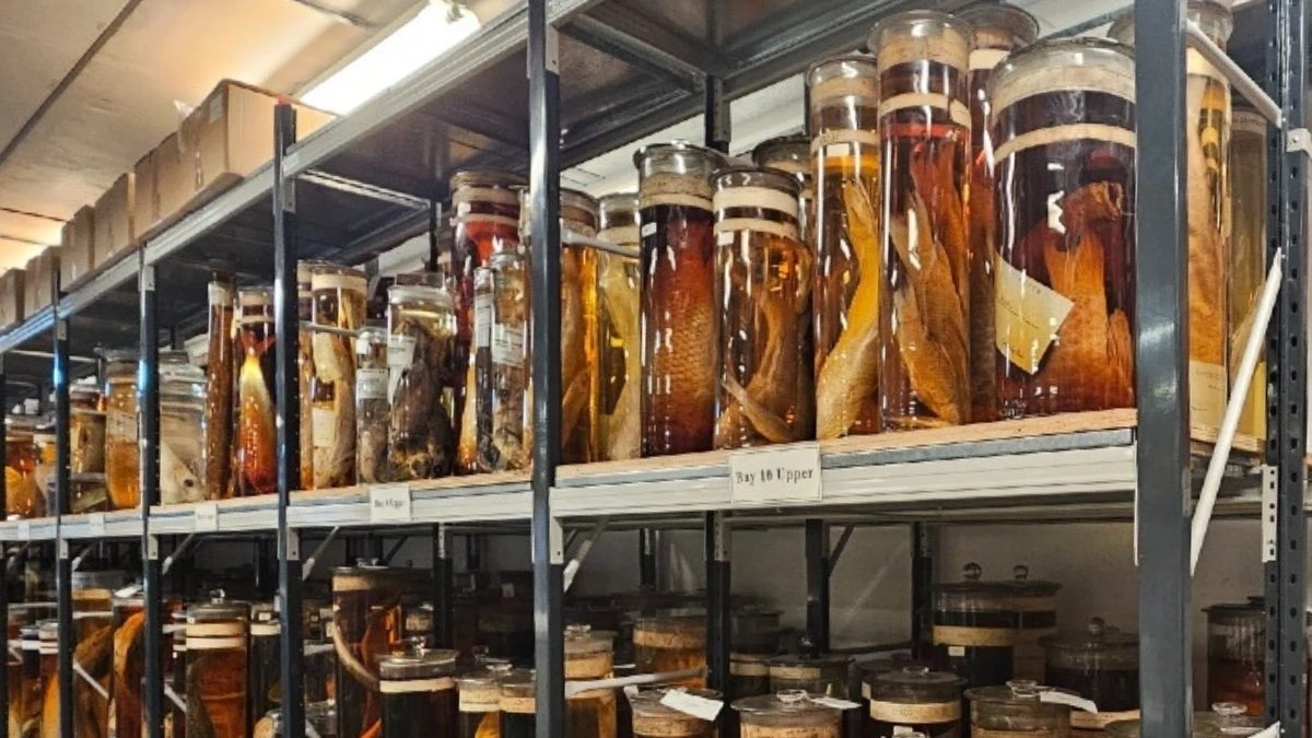 Lasery odkrywają sekrety Darwin's Gabinetu Cudów: To, co skrywały 200-letnie słoje z Galapagos.