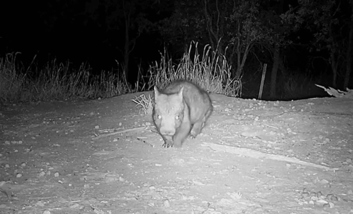 Rzadkie nagranie: jeden z najbardziej zagrożonych ssaków Australii powraca