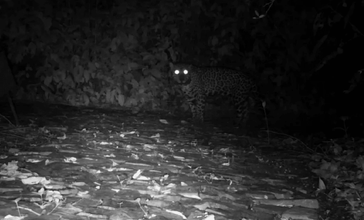 Jaguar w Brazylii zaskoczył naukowców. To nie jest zwykłe miauczenie!