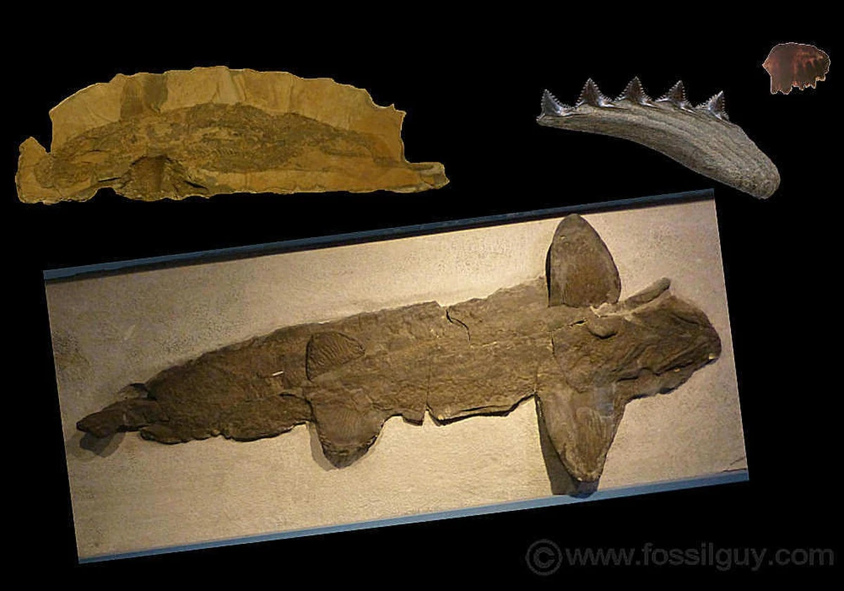 150-milionowy prehistoryczny rekin zaskoczył naukowców. Jego odkrycie wywraca nasze teorie o ewolucji do góry nogami. - image 1