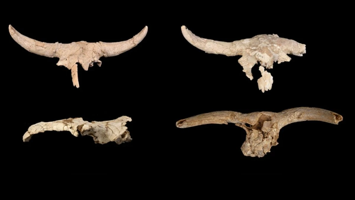 Neandertalczycy kolekcjonowali czaszki zwierząt w jaskini. Archeolodzy wciąż szukają odpowiedzi