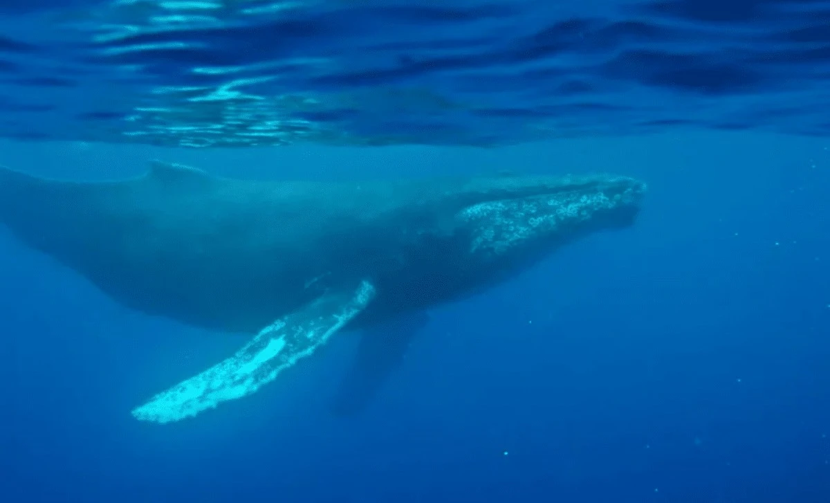Naukowcy odkryli najstarsze nagranie pieśni wieloryba. To może zmienić naszą wiedzę o oceanach.