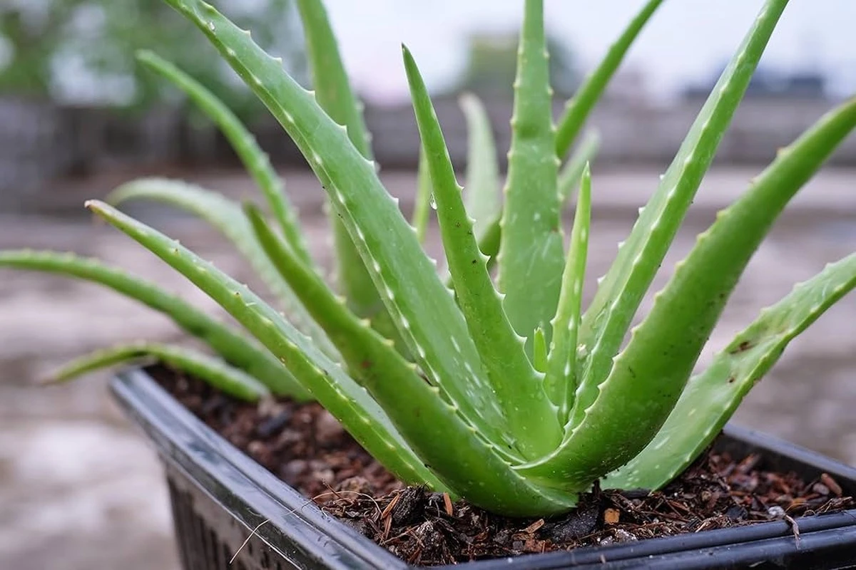 aloesmozepomocw-extra-1.webp Aloes może pomóc w walce z chorobą Alzheimera – sugerują symulacje - image 1
