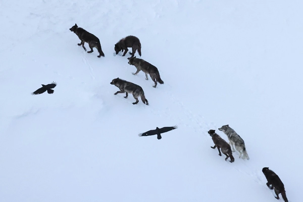 Kruki nie tylko podążają za wilkami – zapamiętują miejsca polowań na ogromnych dystansach - image 1