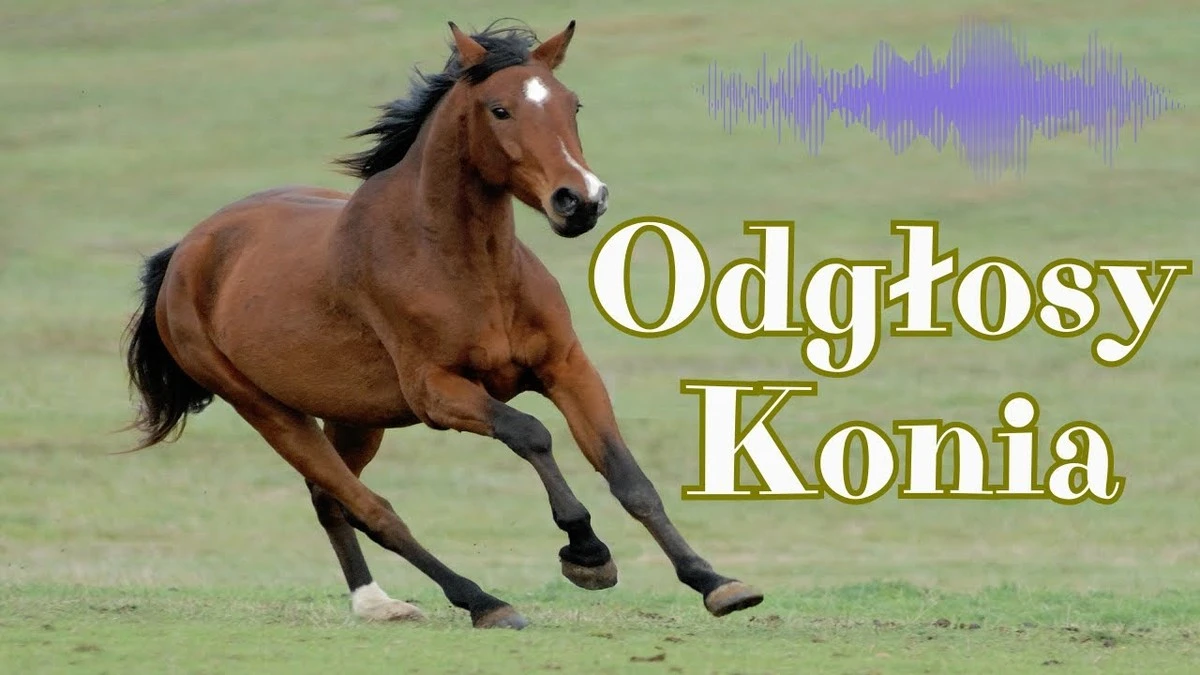 Ten dźwięk konia to nie tylko rżenie. Odkryto, że zawiera zaskakujący element. - image 1