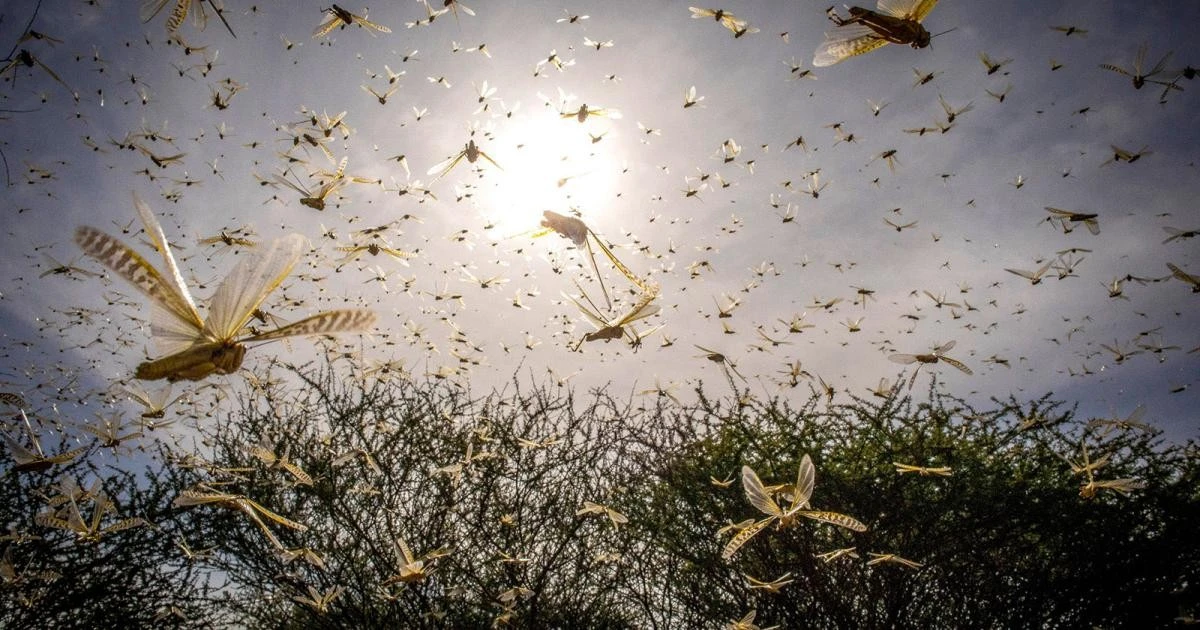 niszczycielskap-extra-1.webp Niszczycielska plaga dziesiątków kilometrów. Miliardy stworzeń, o których mało kto wie - image 1