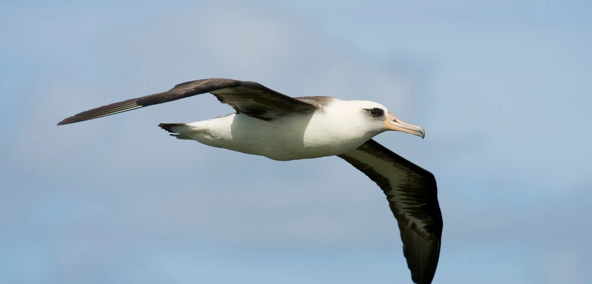 Albatros z Galapagos przemierzył 8000 km do Kalifornii. Naukowcy zdumieni - image 1