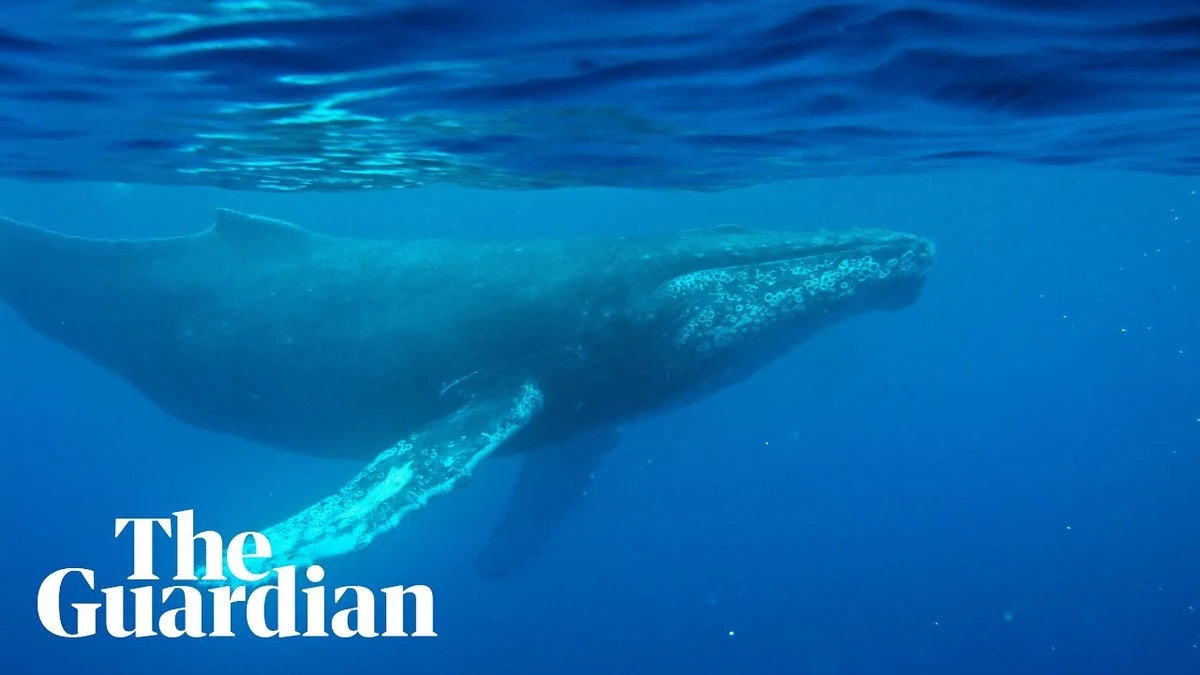 Naukowcy odkryli najstarsze nagranie pieśni wieloryba. To może zmienić naszą wiedzę o oceanach. - image 1