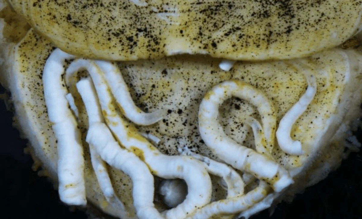 Nowy gatunek ślimaka z "żelęznym językiem" odkryty na dnie oceanu - nawet 18 000 stóp pod powierzchnią