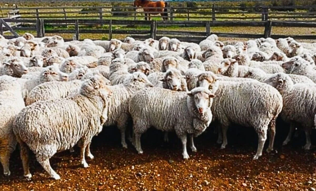 Jak miliony kilogramów wełny uratowały jałową ziemię w Australii?
