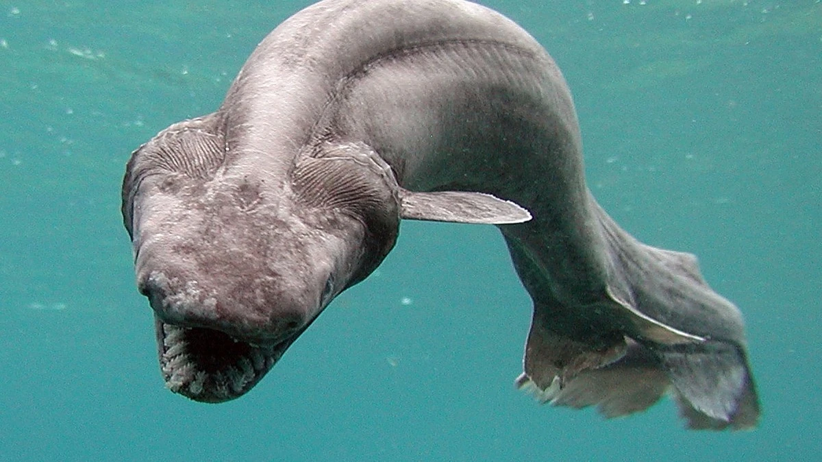 Rekin, który zaskoczył wszystkich: Nagranie z głębin Antarktydy zmienia nasze rozumienie oceanów - image 1