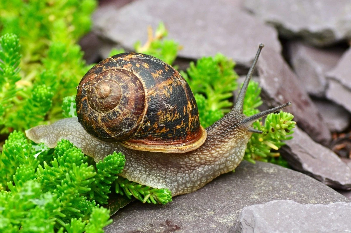 uniknijslimakow-extra-1.webp Uniknij ślimaków w ogrodzie: Sekret zapachu, który je odstraszy - image 1