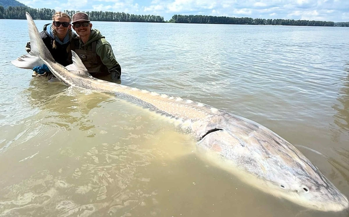 Ten żółty szczupak w polskiej rzece to prawdziwy gigant. Naukowcy oszaleli. - image 1