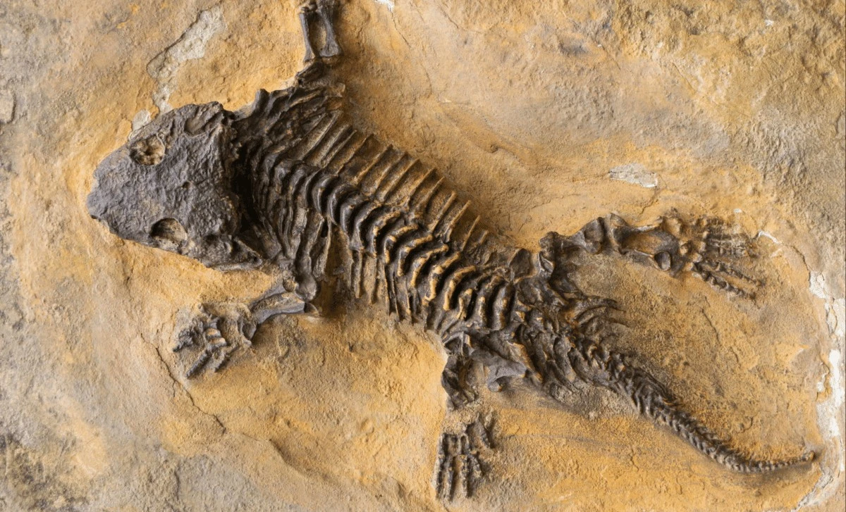 280 milionów lat temu drapieżniki polowały na gigantów. Odkrycie, które zmienia wszystko!