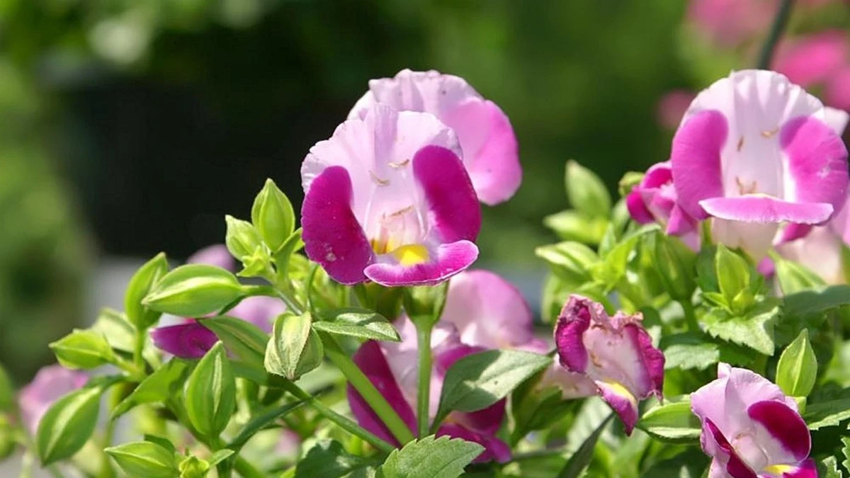 Zapomnij o pelargoniach. Wysiej te kwiaty w marcu, a będą kwitnąć do przymrozków