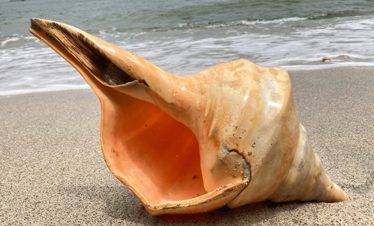 Poznaj Gigantyczną Ślimaczycę Australia Skrzydlica: Prawdziwy Król Oceanicznych Głębin!
