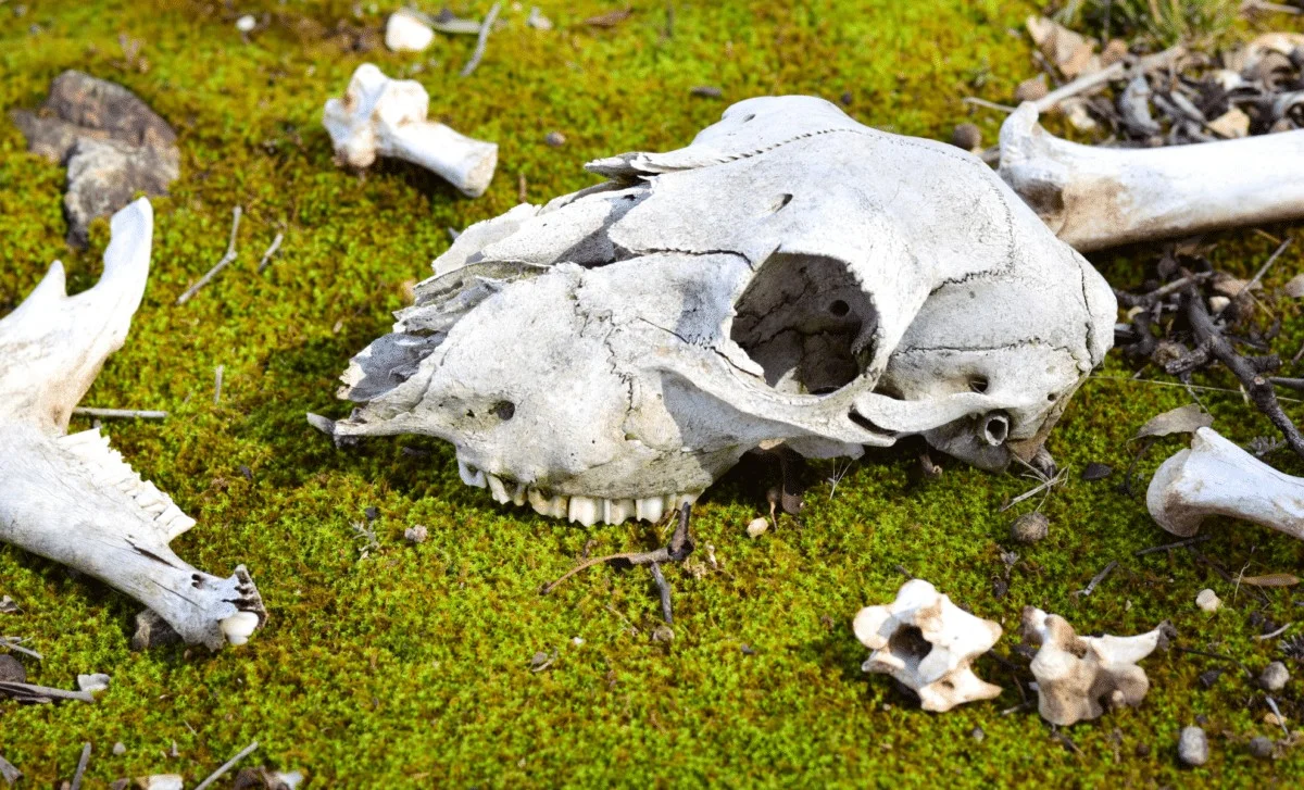 Prehistoryczne Giganty Skakały? Nowe Badania Sugerują, że Kangury z Epoki Plejstocenu Były Zaskakująco Zwinne