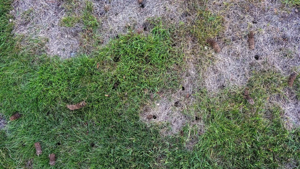Dlaczego twój trawnik jest pełen chwastów? Jeden wiosenny błąd pogarsza sprawę