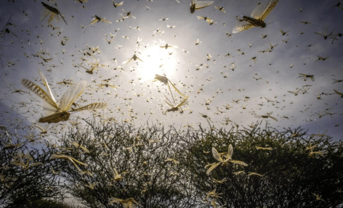 Niszczycielska plaga dziesiątków kilometrów. Miliardy stworzeń, o których mało kto wie