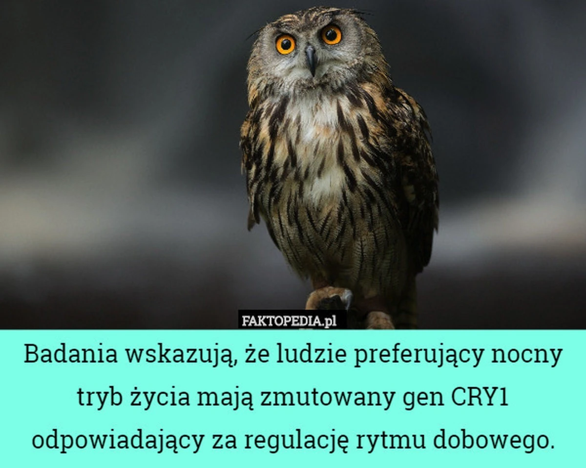 zegarbiologiczn-extra-1.webp Zegar biologiczny cię dogania. Dlaczego sowy dostają zawału częściej niż inni. - image 1