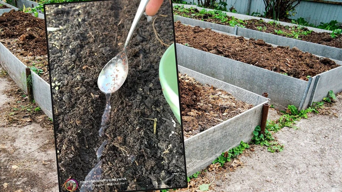 Sprytny trik z mąką i wodą: zrób kluseczki do wysiewu marchwi. Będziesz zachwycony równymi rządkami!