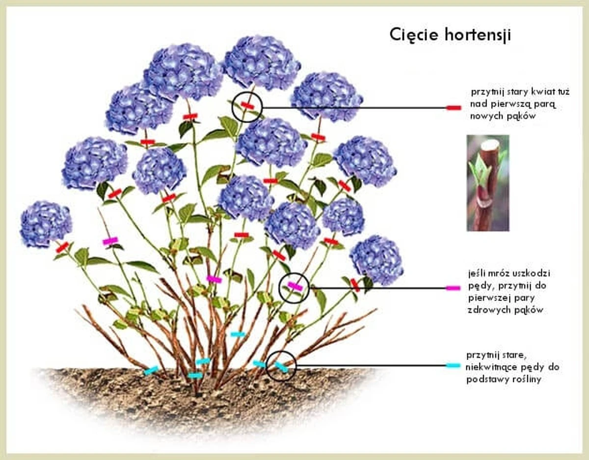 kiedyciachorten-extra-1.webp Kiedy ciąć hortensje bukietowe? Najlepszy termin na obfite kwitnienie latem - image 1