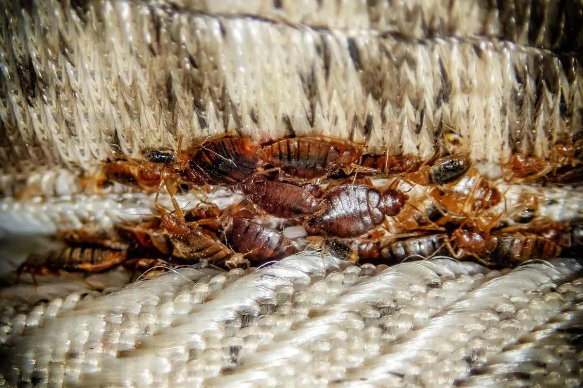 wodatoichpietaa-extra-1.webp Woda to ich pięta achillesowa. Naukowcy odkryli, czego boją się pluskwy – reagują panicznie. - image 1