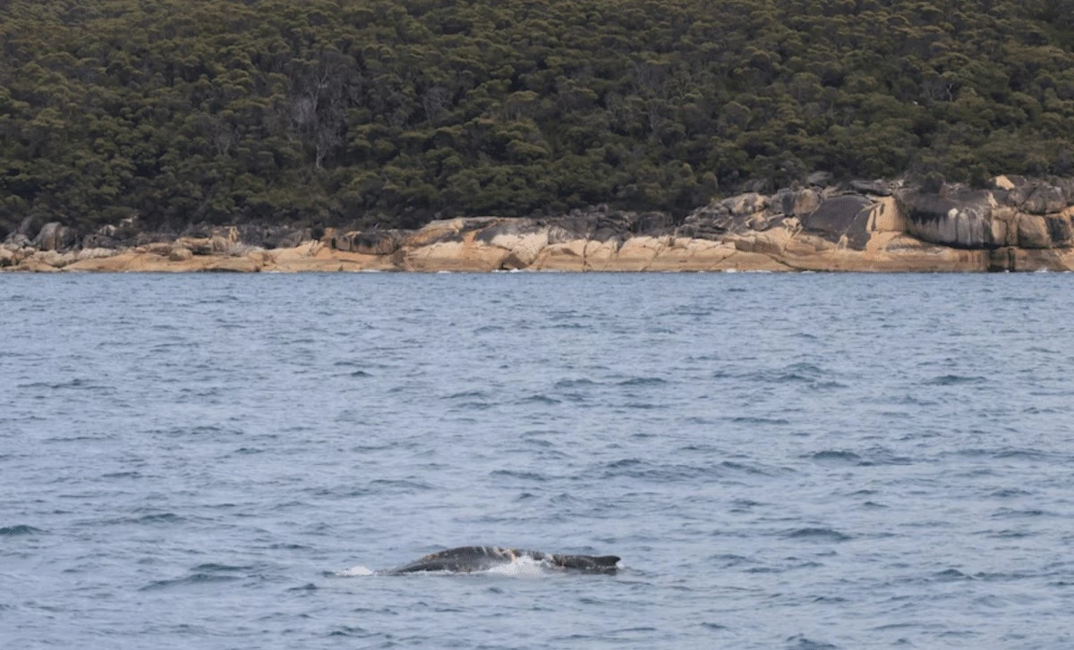 Rzadkie spotkanie u wybrzeży Australii budzi niepokój ekspertów od dzikiej przyrody