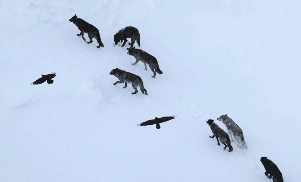 Zaobserwowano 69 kruków w Yellowstone: naukowcy dokonali zaskakującego odkrycia o ich strategii żerowania