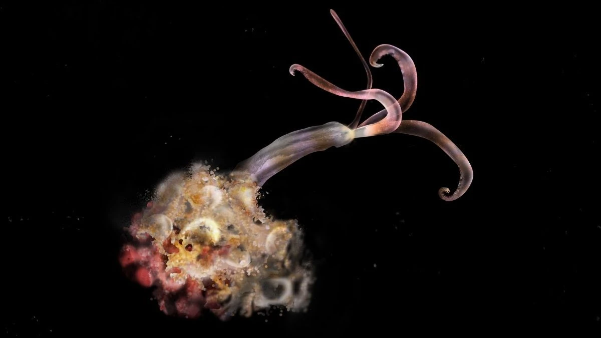 Robaki "zombie" znikają z dna oceanu. Naukowcy są zaniepokojeni rozwojem sytuacji
