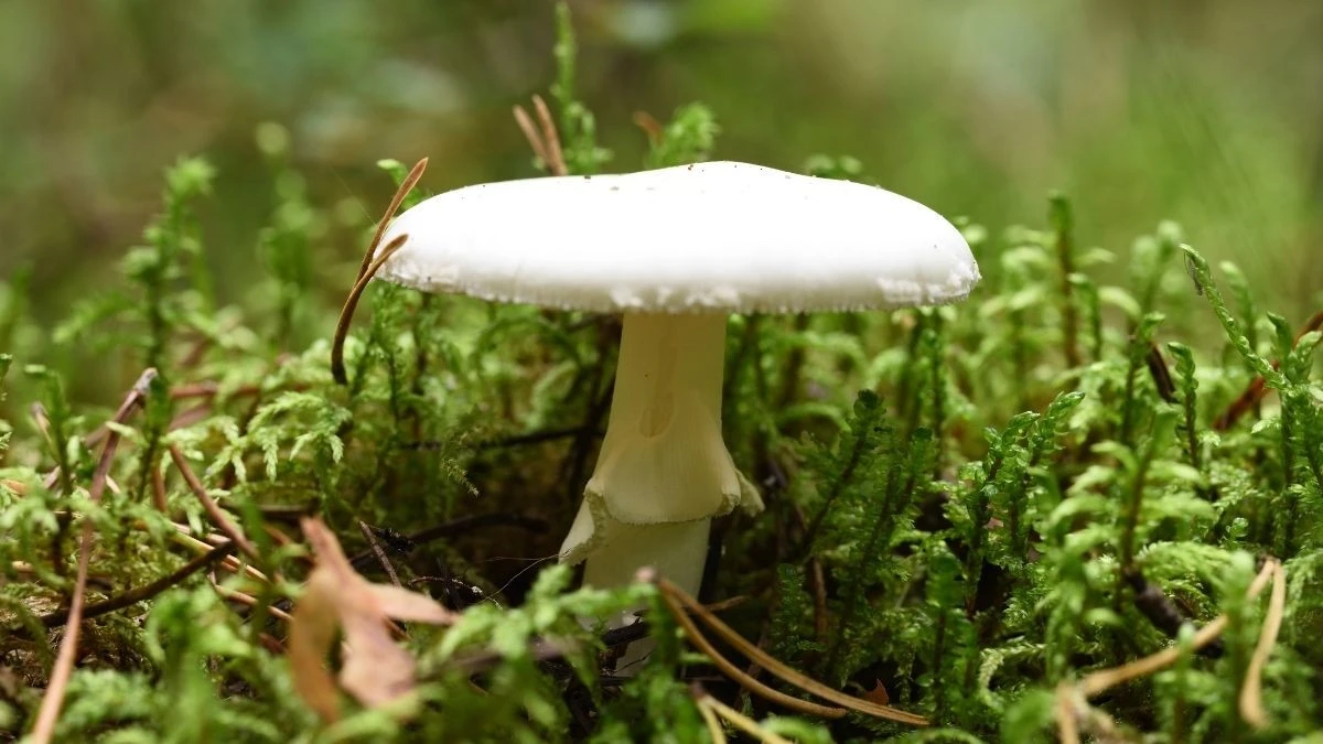 California's Death Cap Mushrooms Produce New Compounds, Scientists Discover